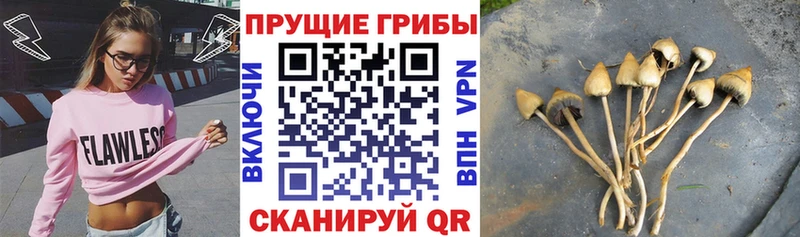 Псилоцибиновые грибы Psilocybine cubensis  Волосово 